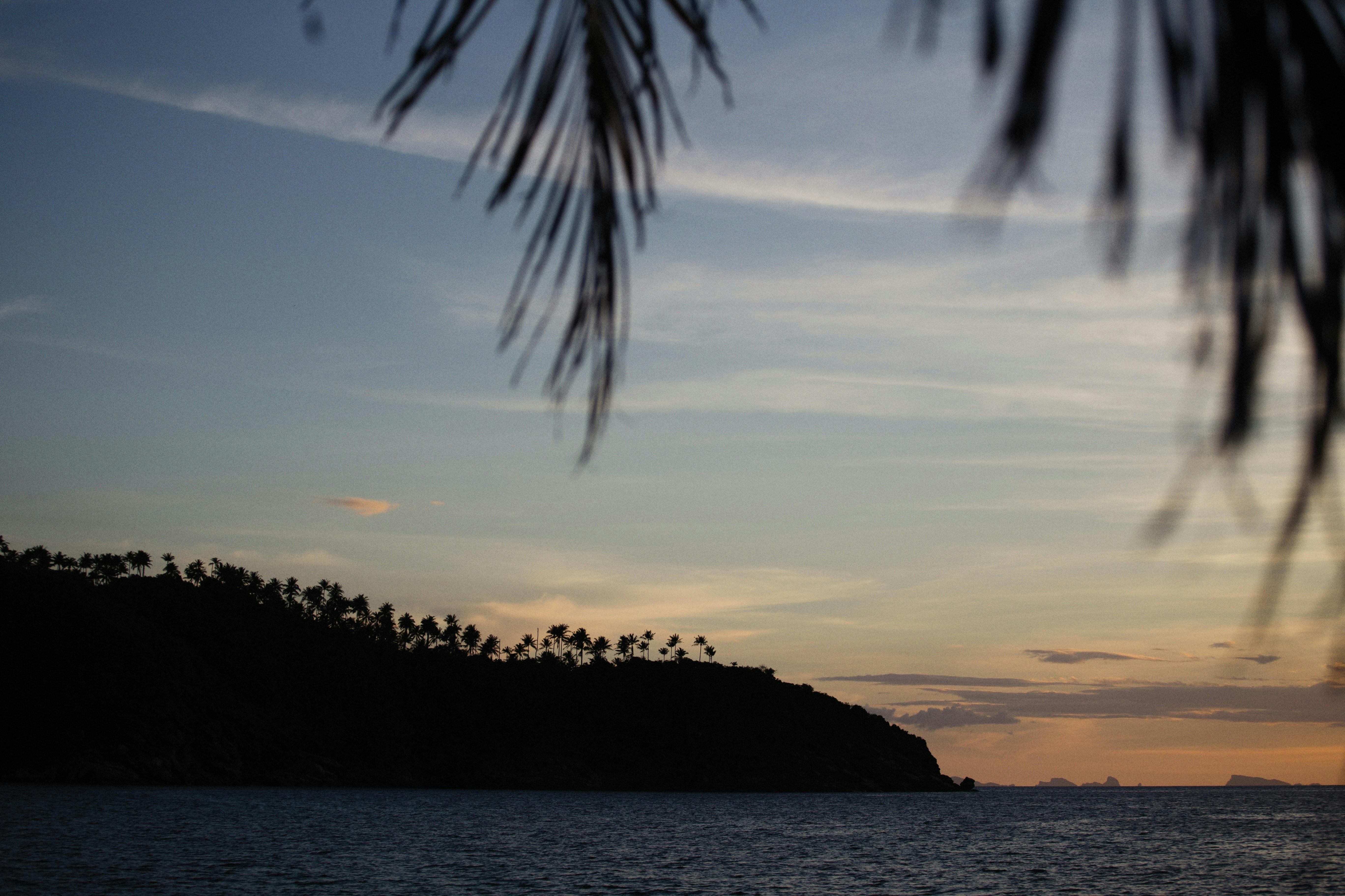 Sunset silhouette with palms